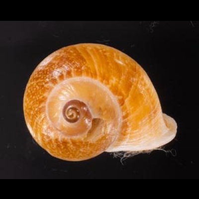 ヒロクチクスミヤマタニシ (仮称) Cyclophorus perdix tubafig.1