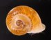 ヒロクチクスミヤマタニシ (仮称) Cyclophorus perdix tubafig.1