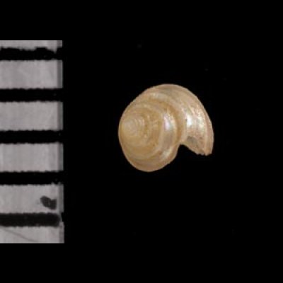 カザリホウシュエビス 未詳 Seguenzia sp.fig.3