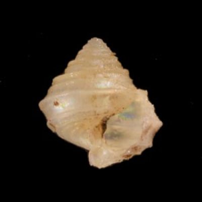 カザリホウシュエビス 未詳 Seguenzia sp.fig.1