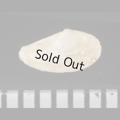 画像2: キイシャクシロウバイ 紀伊杓子臘梅