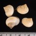 スジイリアオミオカタニシ Leptopoma perlucidumfig.2