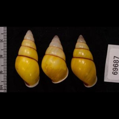 キャンダラマンウコンマイマイ (仮称) Amphidromus quadrasi cadaraman palwanensisfig.2