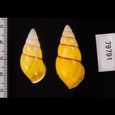 キャンダラマンウコンマイマイ (仮称) Amphidromus quadrasi cadaraman palwanensisfig.2