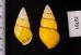 キャンダラマンウコンマイマイ (仮称) Amphidromus quadrasi cadaraman palwanensisfig.2