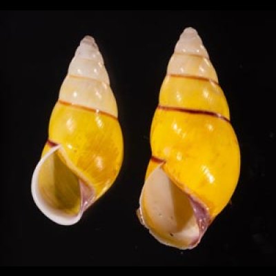 キャンダラマンウコンマイマイ (仮称) Amphidromus quadrasi cadaraman palwanensisfig.1