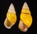 キャンダラマンウコンマイマイ (仮称) Amphidromus quadrasi cadaraman palwanensisfig.1