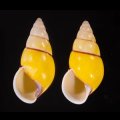 キャンダラマンウコンマイマイ (仮称)
