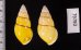 キャンダラマンウコンマイマイ (仮称) Amphidromus quadrasi cadaraman palwanensisfig.2