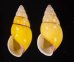 キャンダラマンウコンマイマイ (仮称) Amphidromus quadrasi cadaraman palwanensisfig.1