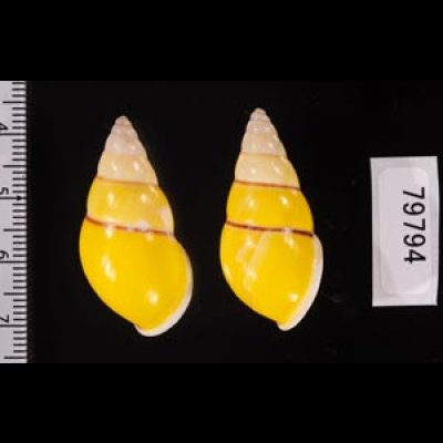 キャンダラマンウコンマイマイ (仮称) Amphidromus quadrasi cadaraman palwanensisfig.2