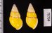 キャンダラマンウコンマイマイ (仮称) Amphidromus quadrasi cadaraman palwanensisfig.2