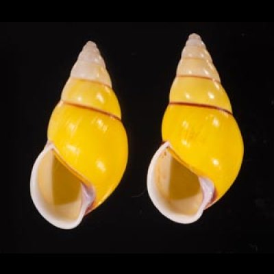 キャンダラマンウコンマイマイ (仮称) Amphidromus quadrasi cadaraman palwanensisfig.1