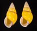 キャンダラマンウコンマイマイ (仮称) Amphidromus quadrasi cadaraman palwanensisfig.1