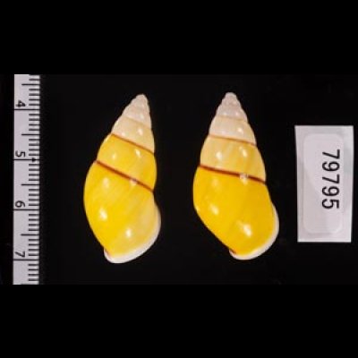 キャンダラマンウコンマイマイ (仮称) Amphidromus quadrasi cadaraman palwanensisfig.2