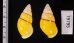 キャンダラマンウコンマイマイ (仮称) Amphidromus quadrasi cadaraman palwanensisfig.2