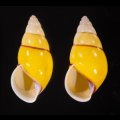 キャンダラマンウコンマイマイ (仮称)