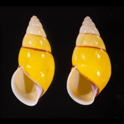 キャンダラマンウコンマイマイ (仮称) Amphidromus quadrasi cadaraman palwanensisfig.1