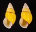 キャンダラマンウコンマイマイ (仮称) Amphidromus quadrasi cadaraman palwanensisfig.1