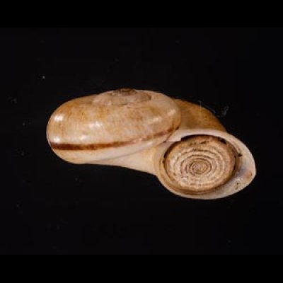 ヒロクチパプアアツブタ 未詳 Cyclotus aff. canaliculatusfig.2