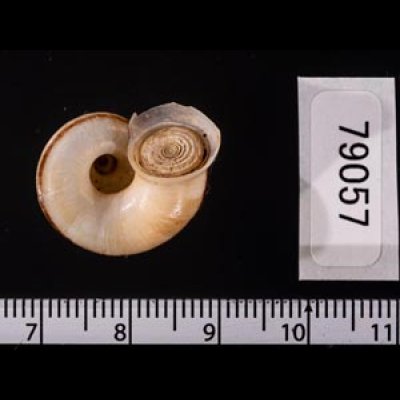 ヒロクチパプアアツブタ 未詳 Cyclotus aff. canaliculatusfig.3