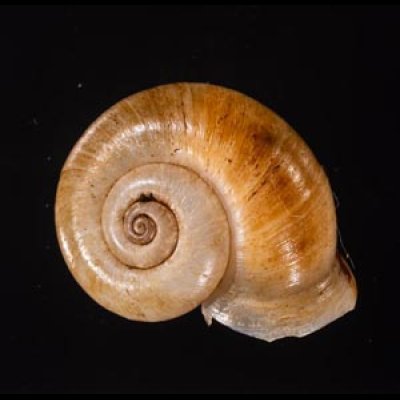 ヒロクチパプアアツブタ 未詳 Cyclotus aff. canaliculatusfig.1