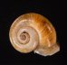 ヒロクチパプアアツブタ 未詳 Cyclotus aff. canaliculatusfig.1