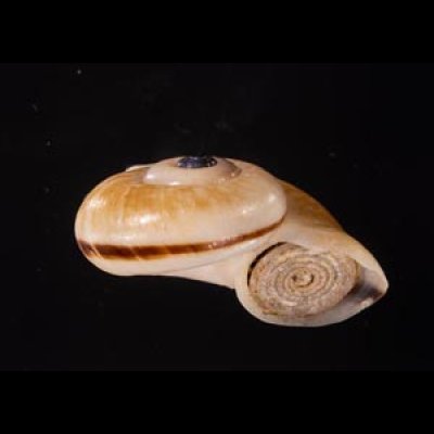 ヒロクチパプアアツブタ 未詳 Cyclotus aff. canaliculatusfig.2