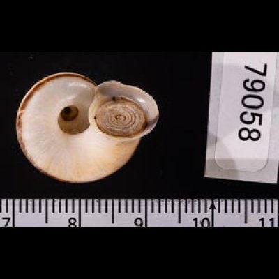 ヒロクチパプアアツブタ 未詳 Cyclotus aff. canaliculatusfig.3
