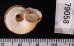ヒロクチパプアアツブタ 未詳 Cyclotus aff. canaliculatusfig.3