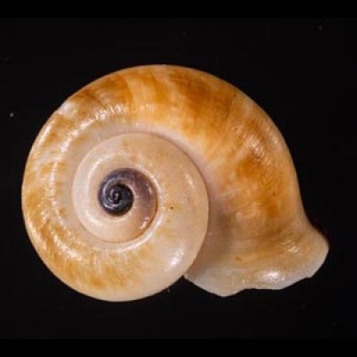 ヒロクチパプアアツブタ 未詳 Cyclotus aff. canaliculatusfig.1