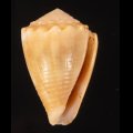 Conus miliaris ベニフジサヤガタイモ