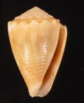 Conus miliaris ベニフジサヤガタイモ