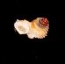 フクレアデヤカエントツノタウチガイ (仮称) Opisthostoma pulchellumfig.3