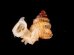 フクレアデヤカエントツノタウチガイ (仮称) Opisthostoma pulchellumfig.1