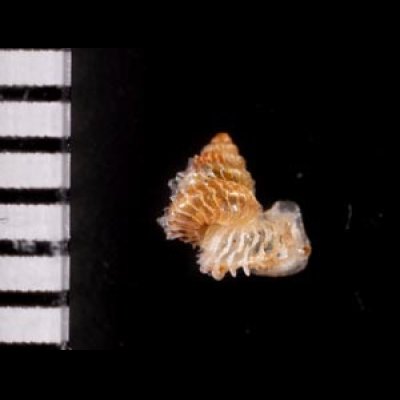 フクレアデヤカエントツノタウチガイ (仮称) Opisthostoma pulchellumfig.2