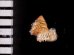 フクレアデヤカエントツノタウチガイ (仮称) Opisthostoma pulchellumfig.2