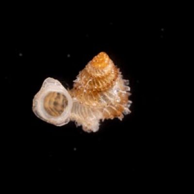 フクレアデヤカエントツノタウチガイ (仮称) Opisthostoma pulchellumfig.3
