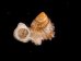 フクレアデヤカエントツノタウチガイ (仮称) Opisthostoma pulchellumfig.3