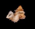 フクレアデヤカエントツノタウチガイ (仮称)