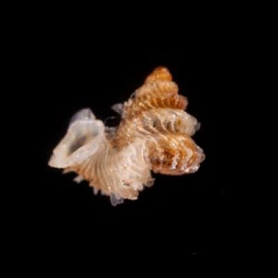 フクレアデヤカエントツノタウチガイ (仮称) Opisthostoma pulchellumfig.1