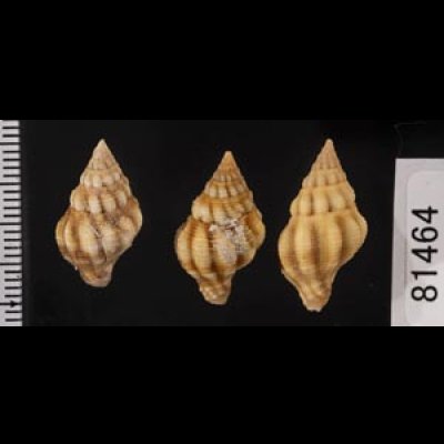 画像2: フォルスカルツノマタモドキ