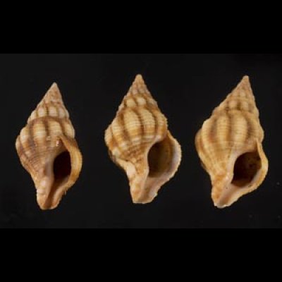 画像1: フォルスカルツノマタモドキ