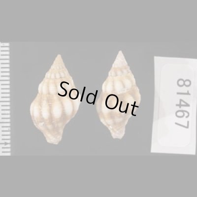 画像2: フォルスカルツノマタモドキ