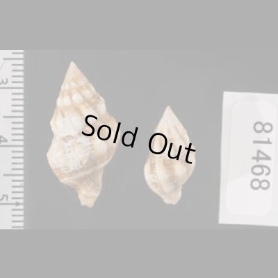 画像2: フォルスカルツノマタモドキ