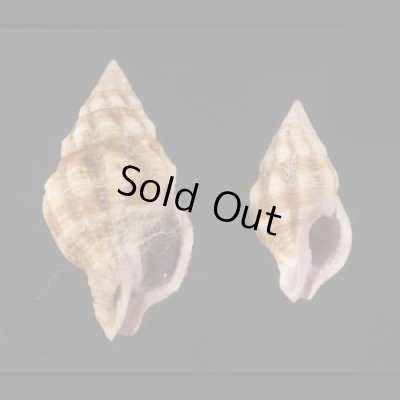 画像1: フォルスカルツノマタモドキ