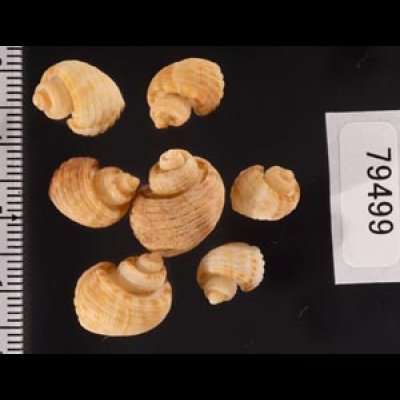 ヘソカドオリイレボラ Trigonostoma semidisjunctumfig.2