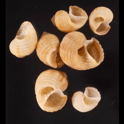 ヘソカドオリイレボラ Trigonostoma semidisjunctumfig.1