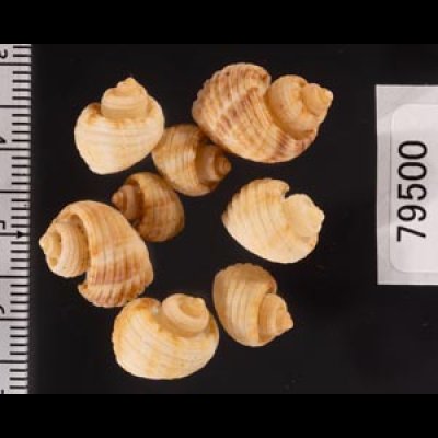 ヘソカドオリイレボラ Trigonostoma semidisjunctumfig.2