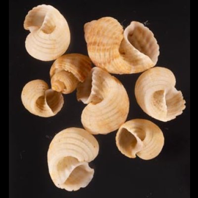 ヘソカドオリイレボラ Trigonostoma semidisjunctumfig.1